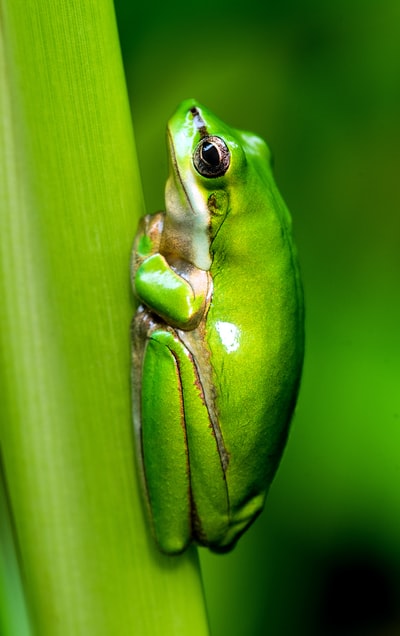绿蛙微距照片